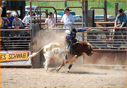 Bull riding at the methow Valley Rodeo